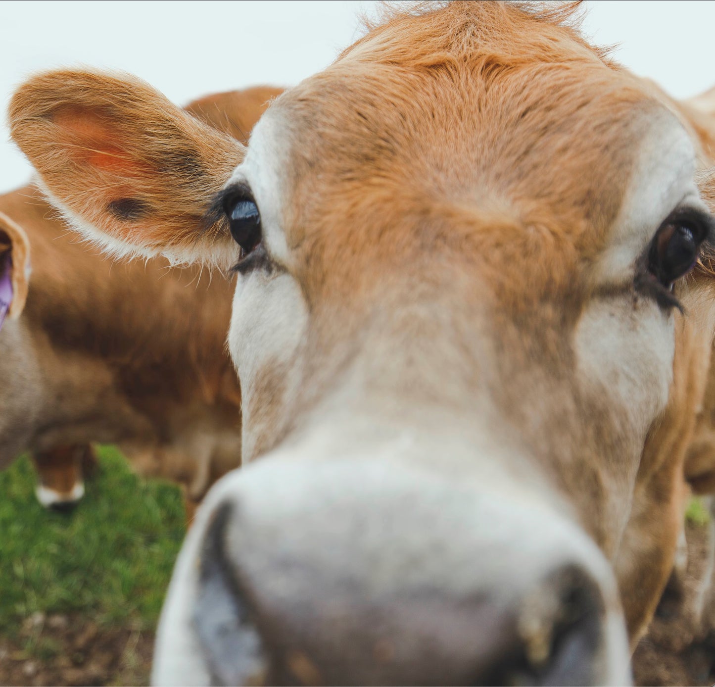 Farm to School Northcoast Training- Early Bird Ticket