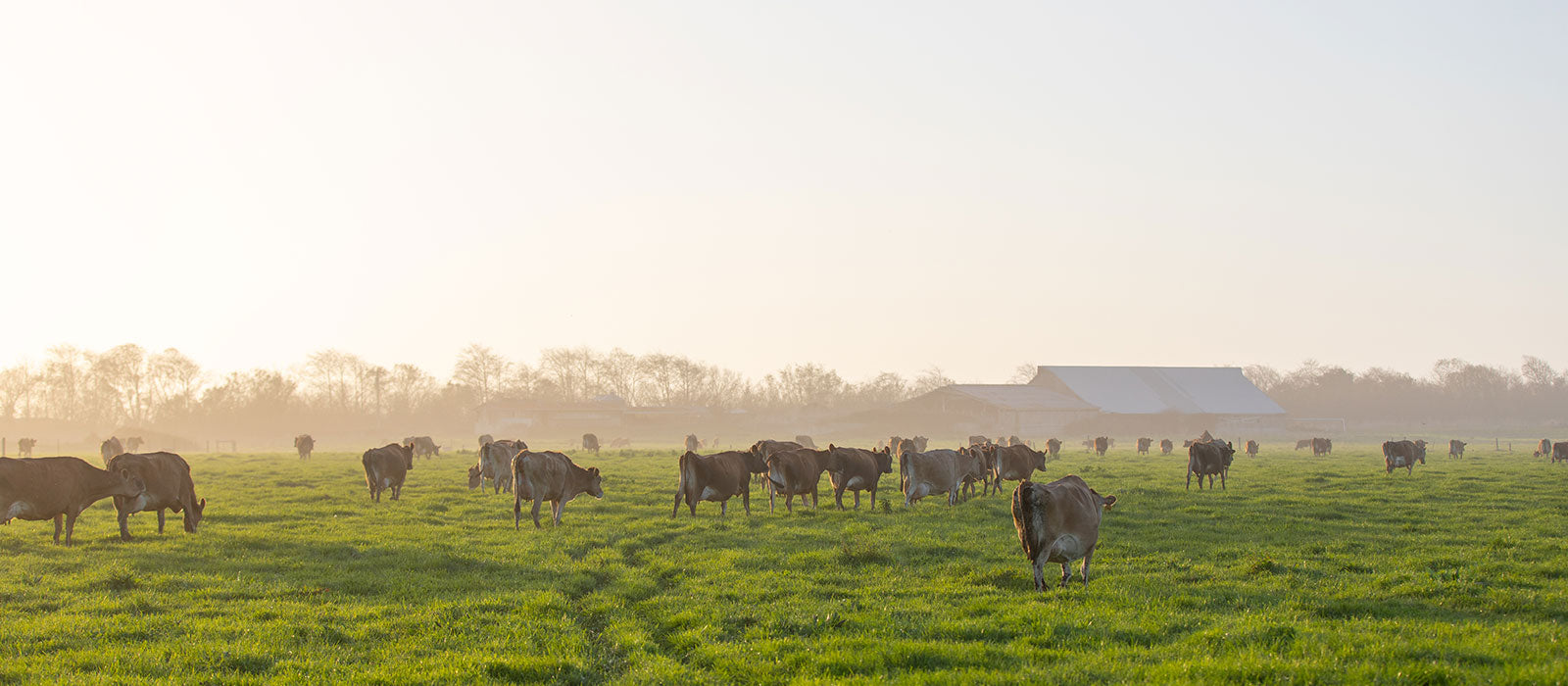 Rumiano Cheese Company | Family Owned | Family Farms